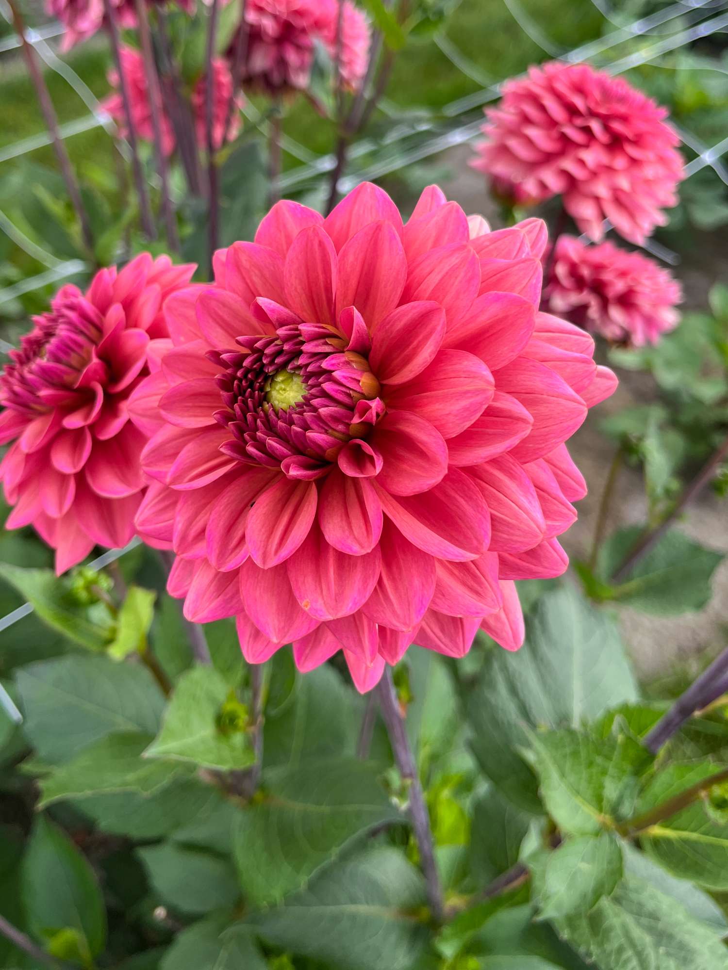 Daalia 'Salmon Runner'